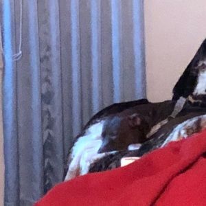 Meet your Posher, Joe